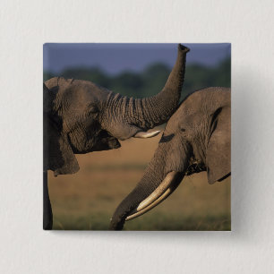Bóton Quadrado 5.08cm África, Quênia, Reserva de Caça Masai Mara, Dois T