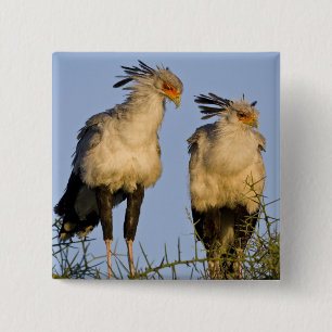 Bóton Quadrado 5.08cm África. Tanzânia. Aves-secretárias em Ndutu