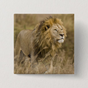 Bóton Quadrado 5.08cm África. Tanzânia. Leão macho em Ngorongoro