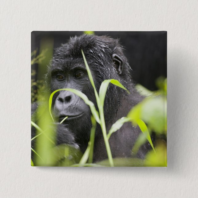 Bóton Quadrado 5.08cm África Uganda, Bwindi (Frente)