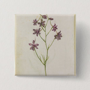 Bóton Quadrado 5.08cm Ajacis do Delphinium, c.1568