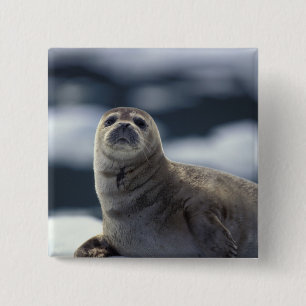 Bóton Quadrado 5.08cm Alasca, região sudeste Foca-harbor no gelo