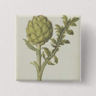 Bóton Quadrado 5.08cm Alcachofra: Scolymus do Cynara, c.1568