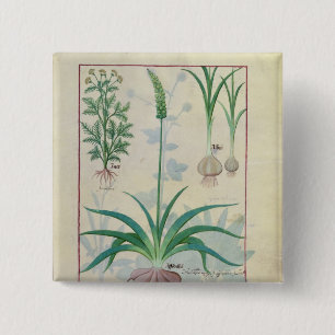 Bóton Quadrado 5.08cm Alho e outras plantas