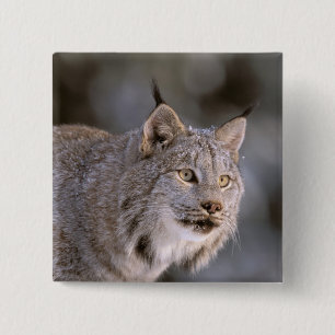 Bóton Quadrado 5.08cm América do Norte, EUA, Alasca, Haines. Lince (Feli