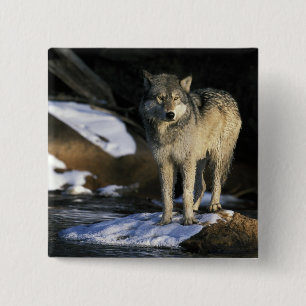 Bóton Quadrado 5.08cm América do Norte, EUA, Minnesota. Lobo (Canis