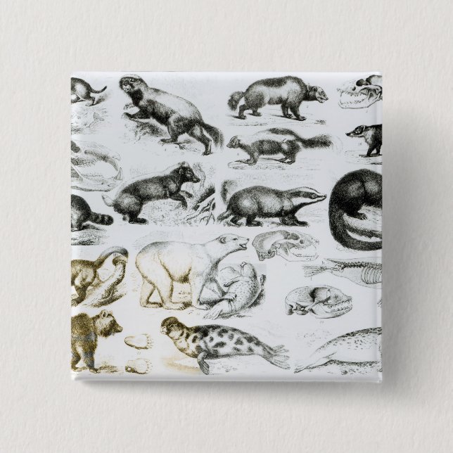 Bóton Quadrado 5.08cm Animais carnívoros (Frente)