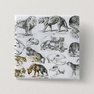 Bóton Quadrado 5.08cm Animais carnívoros