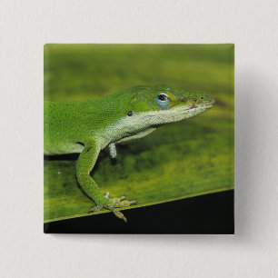 Bóton Quadrado 5.08cm Anole Verde, Anolis carolinensis, adulto na palma