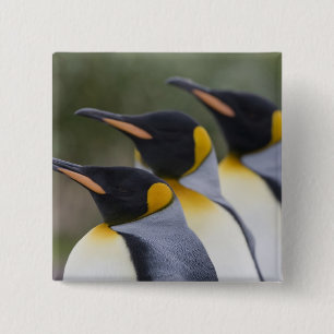 Bóton Quadrado 5.08cm Antártica, Ilha da Geórgia do Sul (Reino Unido),