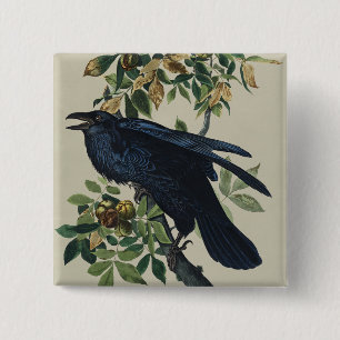 Bóton Quadrado 5.08cm Arte da Natureza da Ave Corvo de Audubon Vintage