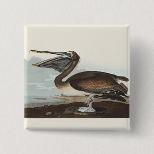 Bóton Quadrado 5.08cm Arte de Pássaros Costeiros Vintage Audubon Pelican