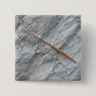 Bóton Quadrado 5.08cm Artigos comuns da bengala (femorata de