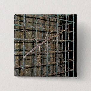 Bóton Quadrado 5.08cm Artigos comuns da bengala (femorata de