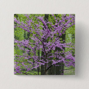 Bóton Quadrado 5.08cm Árvores Redbud em plena floração de primavera pert