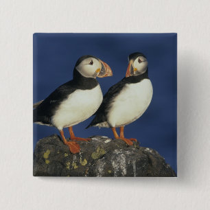 Bóton Quadrado 5.08cm Atlantic Puffin, Fratercula arctica), em