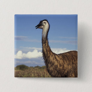 Bóton Quadrado 5.08cm Austrália, Austrália Ocidental. Emu (Dromaius