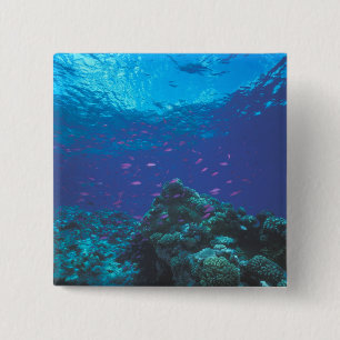 Bóton Quadrado 5.08cm Austrália, Grande Barreira de Coral. Enxame de Rox
