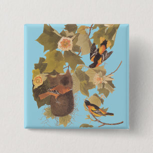 Bóton Quadrado 5.08cm Aves Baltimore Oriole Audubon em Árvore Poplar
