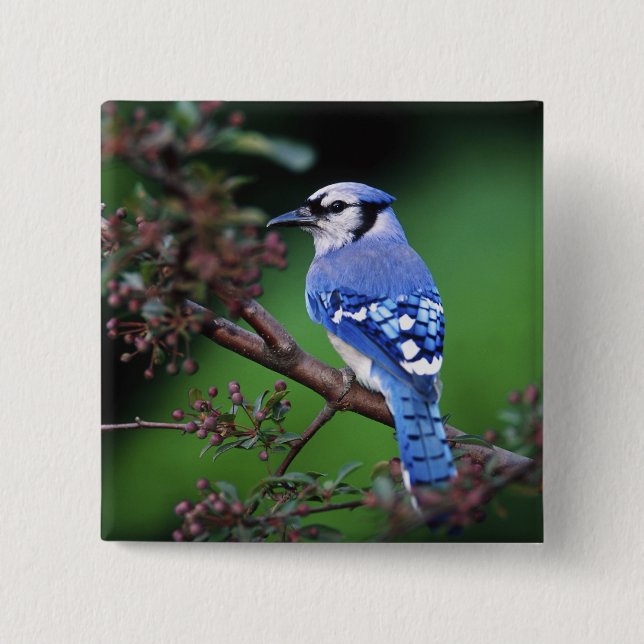 Bóton Quadrado 5.08cm Azul Jay, Cyaoncitta cristata (Frente)
