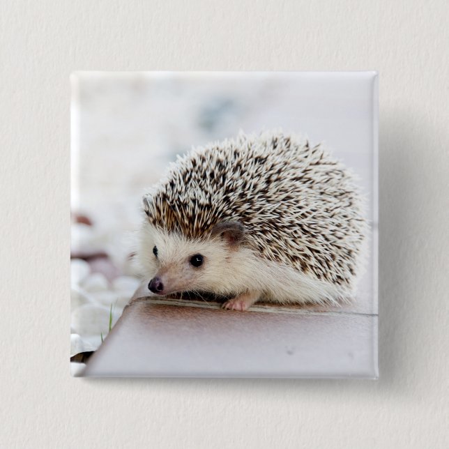 Bóton Quadrado 5.08cm Baby Hedgehog (Frente)