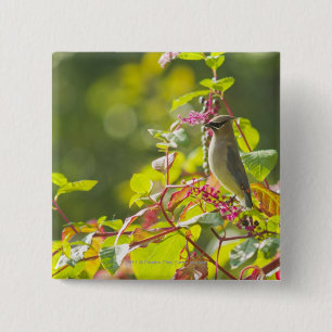 Bóton Quadrado 5.08cm Bagas do Waxwing e do puxão de cedro em uma árvore