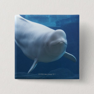 Bóton Quadrado 5.08cm Baleia da beluga (leucas do Delphinapterus)