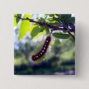 Bóton Quadrado 5.08cm Barraca Caterpillar da floresta 1 botão