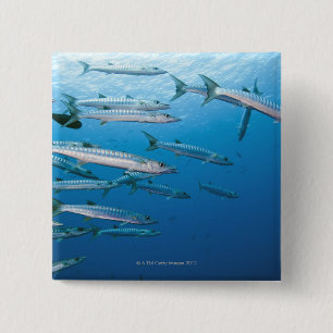 Bóton Quadrado 5.08cm Barracuda de Blackfin