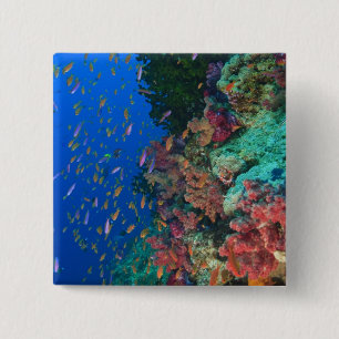 Bóton Quadrado 5.08cm Bassetes-Fadas Escolares (Pseudanthias