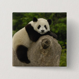 Bóton Quadrado 5.08cm bebê de panda gigante