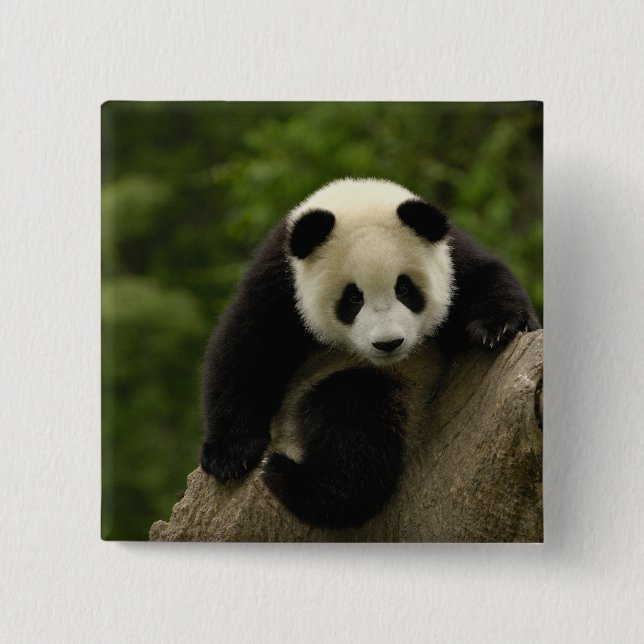 Bóton Quadrado 5.08cm bebê de panda gigante (Frente)