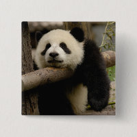 bebê de panda-gigante Ailuropoda melanoleuca)