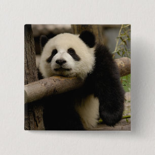 Bóton Quadrado 5.08cm bebê de panda-gigante Ailuropoda melanoleuca)