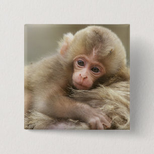 Bóton Quadrado 5.08cm Bebê Macaco da Neve, Jigokudani, Nagano, Japão 2