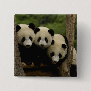 Bóton Quadrado 5.08cm bebês de panda gigante (Ailuropoda melanoleuca)