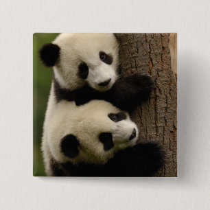 Bóton Quadrado 5.08cm Bebês de panda gigante (Ailuropoda melanoleuca) 2