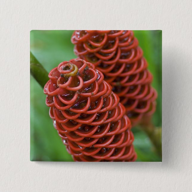 Bóton Quadrado 5.08cm Beehive Ginger, Zingiber spectabile), (Frente)