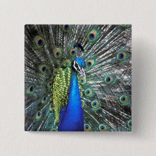 Bóton Quadrado 5.08cm Belíssimo pavão espalhando penas coloridas