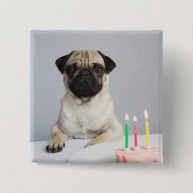 Bóton Quadrado 5.08cm Birthday Pug (Frente)