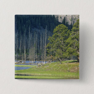 Bóton Quadrado 5.08cm Bisão com bezerro no Parque Nacional de Yellowston