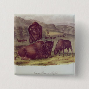 Bóton Quadrado 5.08cm Bisonte americano ou búfalo