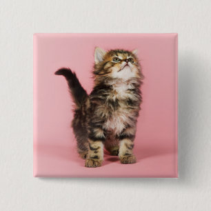 Bóton Quadrado 5.08cm Bonito no gatinho cor-de-rosa