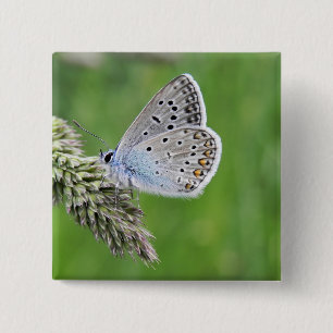 Bóton Quadrado 5.08cm Borboleta Azul Comum na Grama
