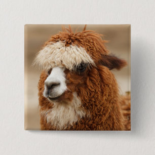 Bóton Quadrado 5.08cm Botão Alpaca