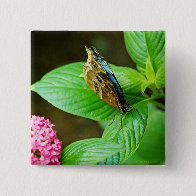 Bóton Quadrado 5.08cm Botão Blue Morpho 143 (Frente)