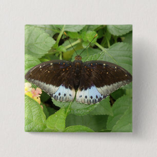 Bóton Quadrado 5.08cm Botão bonito de borboleta tropical
