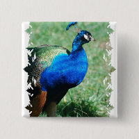 Botão bonito do Peafowl