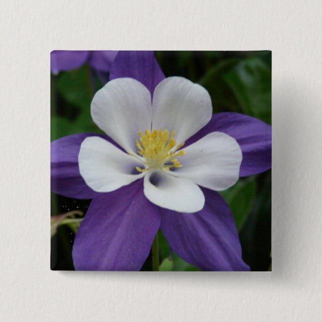 Bóton Quadrado 5.08cm Botão Columbine Purple e White Flower (Frente)