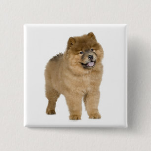 Bóton Quadrado 5.08cm Botão de Amor Cachorro Chow Chow